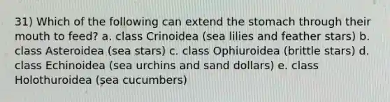 31) Which of the following can extend the stomach through their mouth to feed? a. class Crinoidea (sea lilies and feather stars) b. class Asteroidea (sea stars) c. class Ophiuroidea (brittle stars) d. class Echinoidea (sea urchins and sand dollars) e. class Holothuroidea (sea cucumbers)