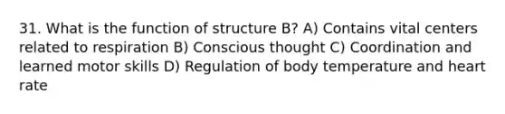 31. What is the function of structure B? A) Contains vital centers related to respiration B) Conscious thought C) Coordination and learned motor skills D) Regulation of body temperature and heart rate