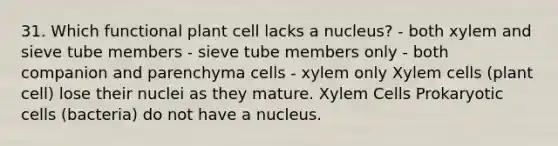 31. Which functional plant cell lacks a nucleus? - both xylem and sieve tube members - sieve tube members only - both companion and parenchyma cells - xylem only Xylem cells (plant cell) lose their nuclei as they mature. Xylem Cells Prokaryotic cells (bacteria) do not have a nucleus.