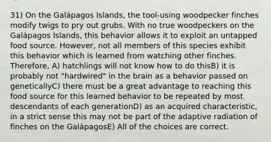 31) On the Galápagos Islands, the tool-using woodpecker finches modify twigs to pry out grubs. With no true woodpeckers on the Galápagos Islands, this behavior allows it to exploit an untapped food source. However, not all members of this species exhibit this behavior which is learned from watching other finches. Therefore, A) hatchlings will not know how to do thisB) it is probably not "hardwired" in the brain as a behavior passed on geneticallyC) there must be a great advantage to reaching this food source for this learned behavior to be repeated by most descendants of each generationD) as an acquired characteristic, in a strict sense this may not be part of the adaptive radiation of finches on the GalápagosE) All of the choices are correct.