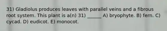 31) Gladiolus produces leaves with parallel veins and a fibrous root system. This plant is a(n) 31) ______ A) bryophyte. B) fern. C) cycad. D) eudicot. E) monocot.