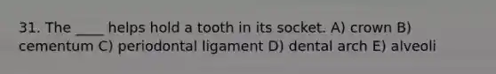 31. The ____ helps hold a tooth in its socket. A) crown B) cementum C) periodontal ligament D) dental arch E) alveoli