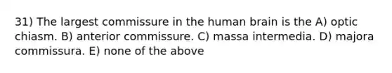 31) The largest commissure in the human brain is the A) optic chiasm. B) anterior commissure. C) massa intermedia. D) majora commissura. E) none of the above