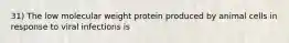 31) The low molecular weight protein produced by animal cells in response to viral infections is