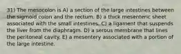 31) The mesocolon is A) a section of the large intestines between the sigmoid colon and the rectum. B) a thick mesenteric sheet associated with the small intestines. C) a ligament that suspends the liver from the diaphragm. D) a serous membrane that lines the peritoneal cavity. E) a mesentery associated with a portion of the large intestine.