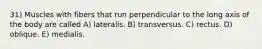31) Muscles with fibers that run perpendicular to the long axis of the body are called A) lateralis. B) transversus. C) rectus. D) oblique. E) medialis.