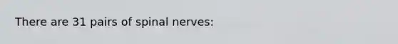 There are 31 pairs of <a href='https://www.questionai.com/knowledge/kyBL1dWgAx-spinal-nerves' class='anchor-knowledge'>spinal nerves</a>: