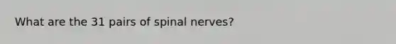 What are the 31 pairs of spinal nerves?