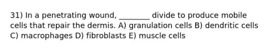 31) In a penetrating wound, ________ divide to produce mobile cells that repair the dermis. A) granulation cells B) dendritic cells C) macrophages D) fibroblasts E) muscle cells