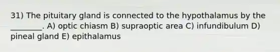 31) The pituitary gland is connected to the hypothalamus by the ________. A) optic chiasm B) supraoptic area C) infundibulum D) pineal gland E) epithalamus