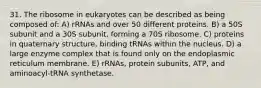 31. The ribosome in eukaryotes can be described as being composed of: A) rRNAs and over 50 different proteins. B) a 50S subunit and a 30S subunit, forming a 70S ribosome. C) proteins in quaternary structure, binding tRNAs within the nucleus. D) a large enzyme complex that is found only on the endoplasmic reticulum membrane. E) rRNAs, protein subunits, ATP, and aminoacyl-tRNA synthetase.