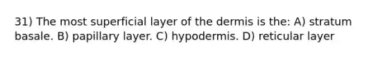 31) The most superficial layer of the dermis is the: A) stratum basale. B) papillary layer. C) hypodermis. D) reticular layer