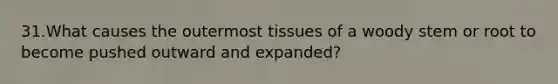 31.What causes the outermost tissues of a woody stem or root to become pushed outward and expanded?