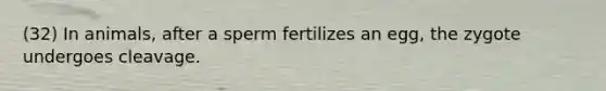 (32) In animals, after a sperm fertilizes an egg, the zygote undergoes cleavage.