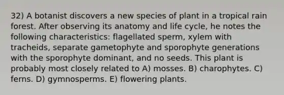 32) A botanist discovers a new species of plant in a tropical rain forest. After observing its anatomy and life cycle, he notes the following characteristics: flagellated sperm, xylem with tracheids, separate gametophyte and sporophyte generations with the sporophyte dominant, and no seeds. This plant is probably most closely related to A) mosses. B) charophytes. C) ferns. D) gymnosperms. E) flowering plants.