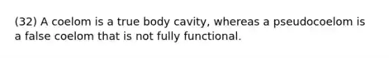 (32) A coelom is a true body cavity, whereas a pseudocoelom is a false coelom that is not fully functional.