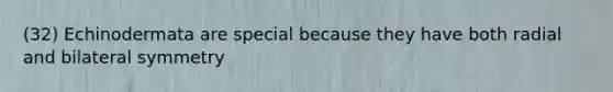 (32) Echinodermata are special because they have both radial and bilateral symmetry