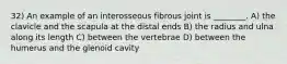 32) An example of an interosseous fibrous joint is ________. A) the clavicle and the scapula at the distal ends B) the radius and ulna along its length C) between the vertebrae D) between the humerus and the glenoid cavity