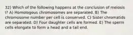 32) Which of the following happens at the conclusion of meiosis I? A) Homologous chromosomes are separated. B) The chromosome number per cell is conserved. C) Sister chromatids are separated. D) Four daughter cells are formed. E) The sperm cells elongate to form a head and a tail end.