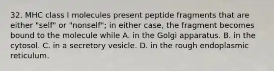 32. MHC class I molecules present peptide fragments that are either "self" or "nonself"; in either case, the fragment becomes bound to the molecule while A. in the Golgi apparatus. B. in the cytosol. C. in a secretory vesicle. D. in the rough endoplasmic reticulum.