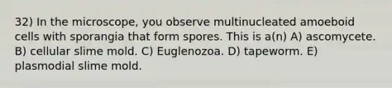 32) In the microscope, you observe multinucleated amoeboid cells with sporangia that form spores. This is a(n) A) ascomycete. B) cellular slime mold. C) Euglenozoa. D) tapeworm. E) plasmodial slime mold.