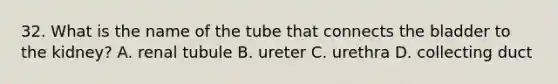 32. What is the name of the tube that connects the bladder to the kidney? A. renal tubule B. ureter C. urethra D. collecting duct