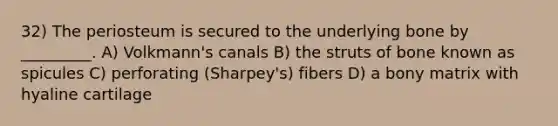 32) The periosteum is secured to the underlying bone by _________. A) Volkmann's canals B) the struts of bone known as spicules C) perforating (Sharpey's) fibers D) a bony matrix with hyaline cartilage