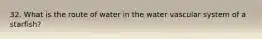 32. What is the route of water in the water vascular system of a starfish?