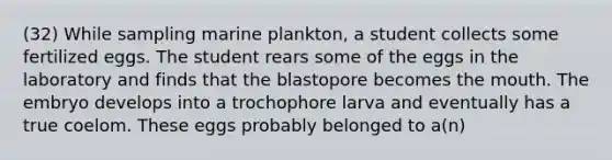 (32) While sampling marine plankton, a student collects some fertilized eggs. The student rears some of the eggs in the laboratory and finds that the blastopore becomes <a href='https://www.questionai.com/knowledge/krBoWYDU6j-the-mouth' class='anchor-knowledge'>the mouth</a>. The embryo develops into a trochophore larva and eventually has a true coelom. These eggs probably belonged to a(n)