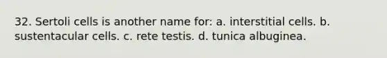 32. Sertoli cells is another name for: a. interstitial cells. b. sustentacular cells. c. rete testis. d. tunica albuginea.