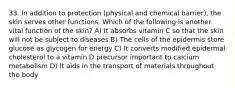 33. In addition to protection (physical and chemical barrier), the skin serves other functions. Which of the following is another vital function of the skin? A) It absorbs vitamin C so that the skin will not be subject to diseases B) The cells of the epidermis store glucose as glycogen for energy C) It converts modified epidermal cholesterol to a vitamin D precursor important to calcium metabolism D) It aids in the transport of materials throughout the body