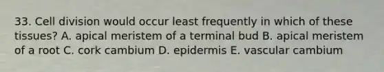 33. Cell division would occur least frequently in which of these tissues? A. apical meristem of a terminal bud B. apical meristem of a root C. cork cambium D. epidermis E. vascular cambium