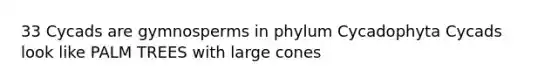 33 Cycads are gymnosperms in phylum Cycadophyta Cycads look like PALM TREES with large cones