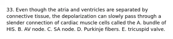 33. Even though the atria and ventricles are separated by connective tissue, the depolarization can slowly pass through a slender connection of cardiac muscle cells called the A. bundle of HIS. B. AV node. C. SA node. D. Purkinje fibers. E. tricuspid valve.