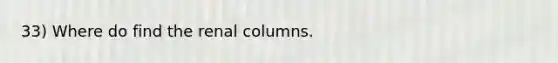 33) Where do find the renal columns.