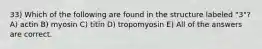 33) Which of the following are found in the structure labeled "3"? A) actin B) myosin C) titin D) tropomyosin E) All of the answers are correct.