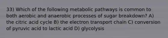 33) Which of the following metabolic pathways is common to both aerobic and anaerobic processes of sugar breakdown? A) the citric acid cycle B) the electron transport chain C) conversion of pyruvic acid to lactic acid D) glycolysis