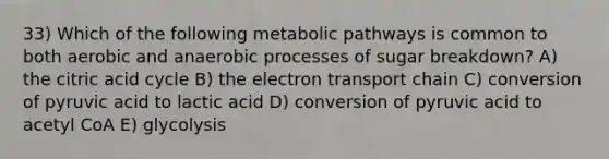 33) Which of the following metabolic pathways is common to both aerobic and anaerobic processes of sugar breakdown? A) the citric acid cycle B) <a href='https://www.questionai.com/knowledge/k57oGBr0HP-the-electron-transport-chain' class='anchor-knowledge'>the electron transport chain</a> C) conversion of pyruvic acid to lactic acid D) conversion of pyruvic acid to acetyl CoA E) glycolysis