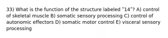 33) What is the function of the structure labeled ʺ14ʺ? A) control of skeletal muscle B) somatic sensory processing C) control of autonomic effectors D) somatic motor control E) visceral sensory processing