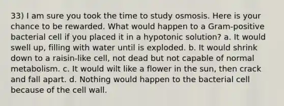 33) I am sure you took the time to study osmosis. Here is your chance to be rewarded. What would happen to a Gram-positive bacterial cell if you placed it in a hypotonic solution? a. It would swell up, filling with water until is exploded. b. It would shrink down to a raisin-like cell, not dead but not capable of normal metabolism. c. It would wilt like a flower in the sun, then crack and fall apart. d. Nothing would happen to the bacterial cell because of the cell wall.