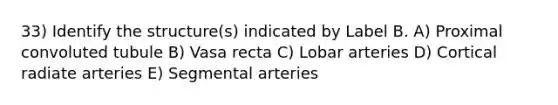 33) Identify the structure(s) indicated by Label B. A) Proximal convoluted tubule B) Vasa recta C) Lobar arteries D) Cortical radiate arteries E) Segmental arteries