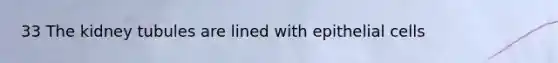 33 The kidney tubules are lined with epithelial cells