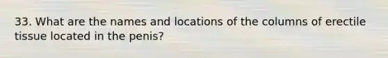 33. What are the names and locations of the columns of erectile tissue located in the penis?