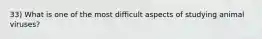 33) What is one of the most difficult aspects of studying animal viruses?