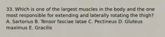 33. Which is one of the largest muscles in the body and the one most responsible for extending and laterally rotating the thigh? A. Sartorius B. Tensor fasciae latae C. Pectineus D. Gluteus maximus E. Gracilis