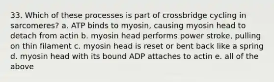 33. Which of these processes is part of crossbridge cycling in sarcomeres? a. ATP binds to myosin, causing myosin head to detach from actin b. myosin head performs power stroke, pulling on thin filament c. myosin head is reset or bent back like a spring d. myosin head with its bound ADP attaches to actin e. all of the above