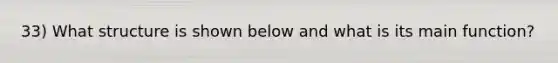 33) What structure is shown below and what is its main function?