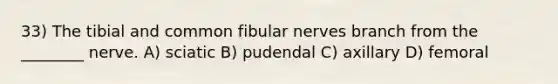 33) The tibial and common fibular nerves branch from the ________ nerve. A) sciatic B) pudendal C) axillary D) femoral