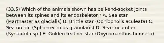 (33.5) Which of the animals shown has ball-and-socket joints between its spines and its endoskeleton? A. Sea star (Marthasterias glacialis) B. Brittle star (Ophiopholis aculeata) C. Sea urchin (Sphaerechinus granularis) D. Sea cucumber (Synaptula sp.) E. Golden feather star (Oxycomanthus bennetti)