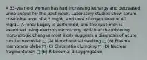 A 33-year-old woman has had increasing lethargy and decreased urine output for the past week. Laboratory studies show serum creatinine level of 4.3 mg/dL and urea nitrogen level of 40 mg/dL. A renal biopsy is performed, and the specimen is examined using electron microscopy. Which of the following morphologic changes most likely suggests a diagnosis of acute tubular necrosis? □ (A) Mitochondrial swelling □ (B) Plasma membrane blebs □ (C) Chromatin clumping □ (D) Nuclear fragmentation □ (E) Ribosomal disaggregation